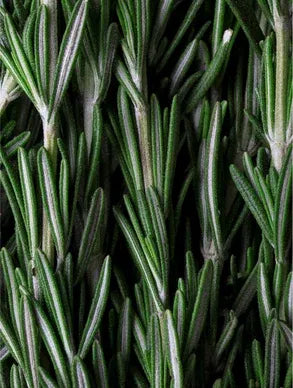 Rosemary Hair & Scalp Strengthening Oil